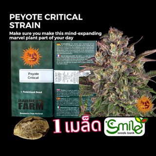 เมล็ดกัญชา Peyote Critical (Fem) - Barney’s Farm