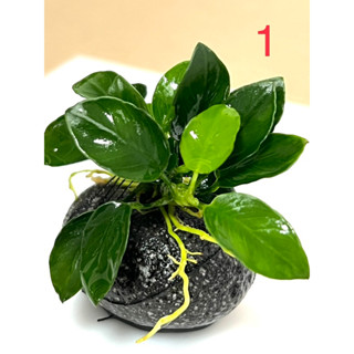 Anubias ‘Petite’ ฟอร์มขนาดกลาง พันหินลาวาอ๊อด