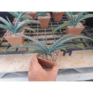 Aloe suprafoliata (เหมา 4 ต้น)