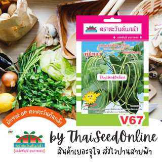 ADV ซฟ เมล็ดพันธุ์ ถั่วไร้ค้าง พุ่มทอง ตราตะวันต้นกล้า V67