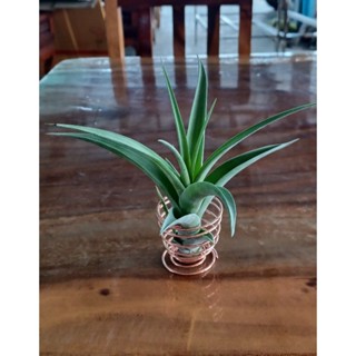 Tillandsia flexuosa ไม้ฟอกอากาศใบแข็ง