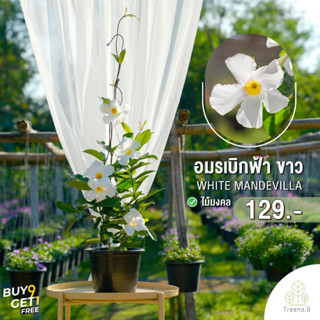 Treeno.9 T247 อมรเบิกฟ้าดอกสีขาวMandevilla Vine ดอกสวย อยู่ได้นาน ไม้เลื้อย พุุ่มใหญ่ ความรุ่งเรือง สีสันสดใสกระถาง8นิ้ว