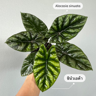 Alocasia sinuata ต้นซินัวเอต้า