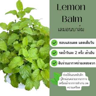 เลมอน บาล์ม Lemon Balm กระถาง 4 นิ้ว