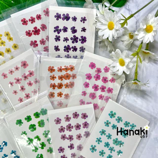 【พร้อมส่ง】ดอกพลัมญี่ปุ่น ดอกพลัมทับแห้ง (Plum) มี12สี💐20 ดอก Pressed Flowers💐