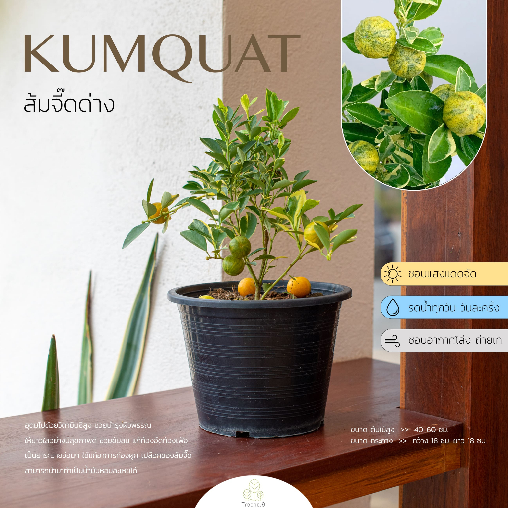 Treeno.9 T433 ส้มจี๊ดด่าง พร้อมผลส้ม - ไม้มงคล (kumquat) ต้นใหญ่ กระถาง 10 นิ้ว / สูง 40-50 ซม. / ไม้ประดับ ผลไม้