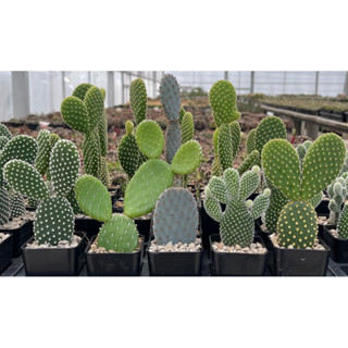 โอพันเทีย หูกระต่าย Opuntia หลากหลายชนิด กระถาง2นิ้ว ส่งทั้งกระถาง cactus&amp;succulent