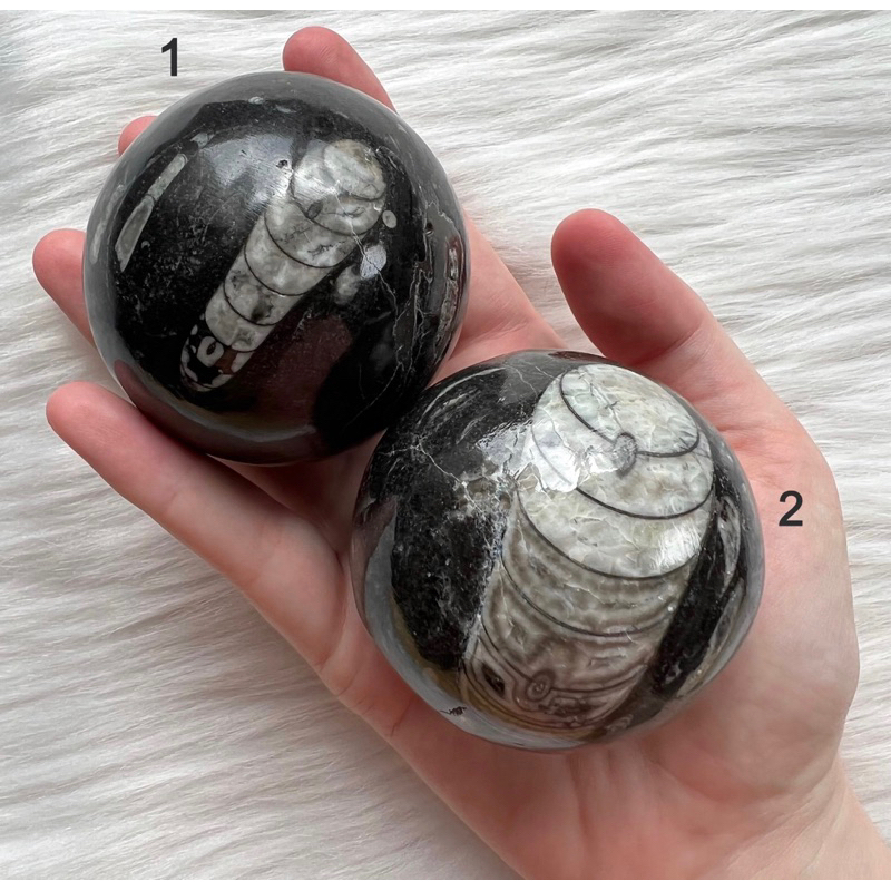 1 PC Beautiful H Quality Orthoceras Sphere , Orthoceras Sphere, Orthoceras Crystal Sphere