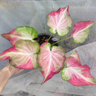 เจ้าสาว บอนสี Caladium