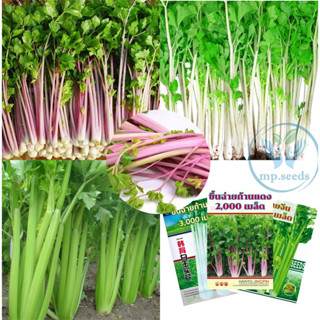 เมล็ด ขึ้นฉ่าย ขึ้นฉ่ายก้านขาว ขึ้นฉ่ายก้านแดง เซอราลี่ (Celery Seed) เมล็ดนำเข้า สายพันธุ์ OP คื่นฉ่าย