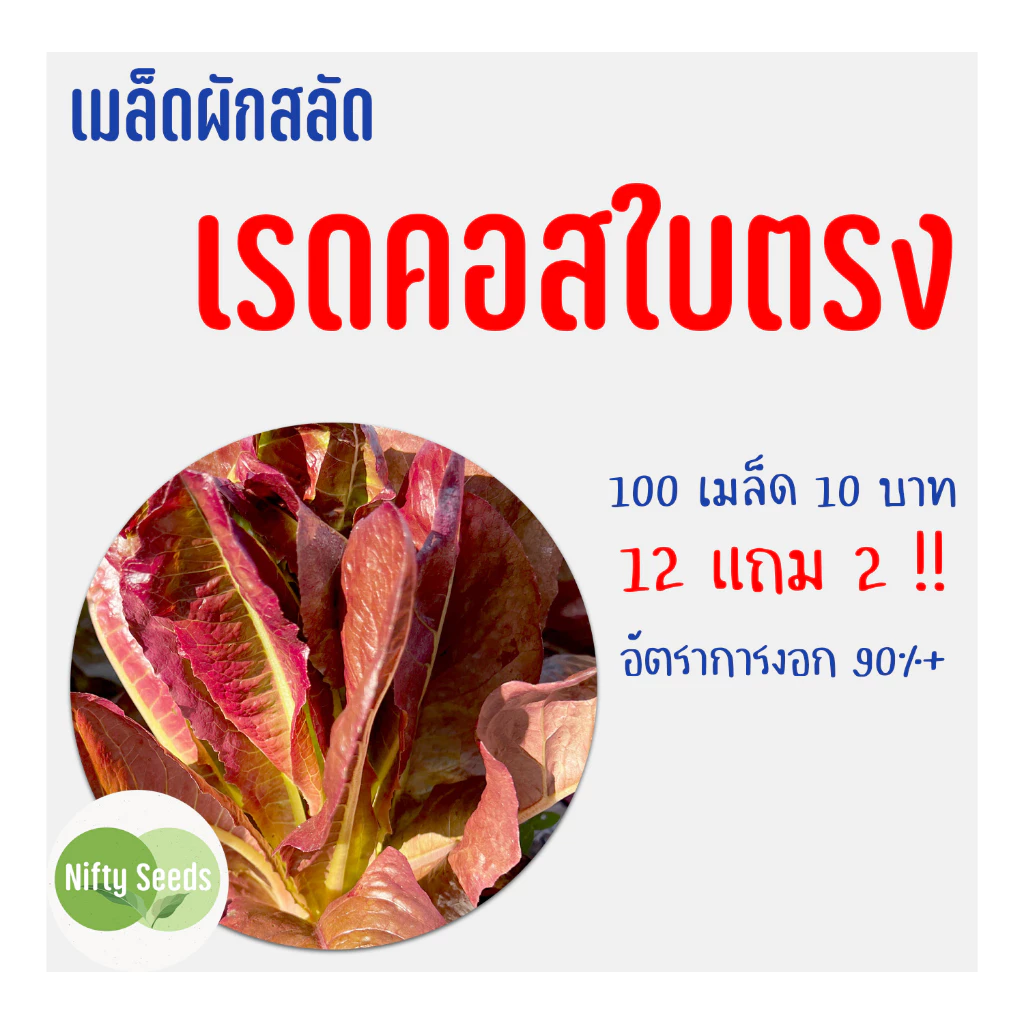 เมล็ดสลัด เรดคอสใบตรง 100 เมล็ด 10 บาท งอกดีมีคู่มือในการปลูก