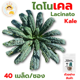 *ส่งด่วน* เมล็ดพันธุ์ เคลไดโนเสาร์ Lacinato Kale ไดโนเคล เคลลาซินาโต เคล ปลูกผัก Dinosaur Kale เมล็ดพืช [1 ซอง 40 เมล็ด]