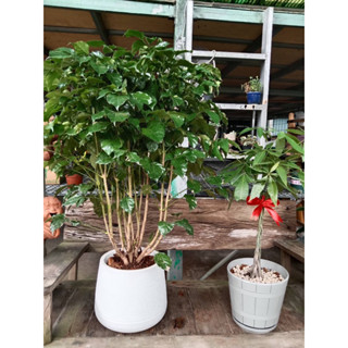ต้นไม้แห่งความสุขโตได้ไม่ง้อแดดไม้มงคลของจีนปลูกในบ้านฟอกอากาผสไม่ง้อแดด