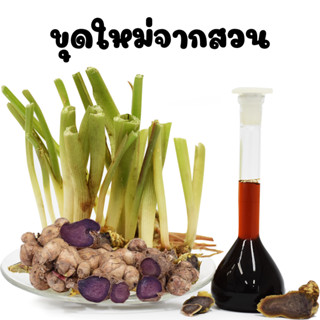 กระชายดำสด หัวกระชายดำ 1กก.