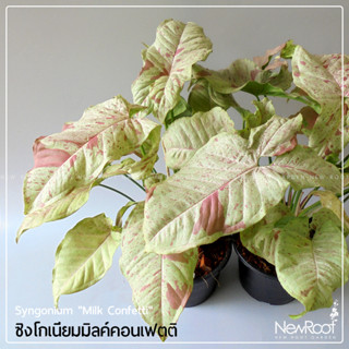 NewRootGarden ซิงโกเนียม มิลค์ คอนเฟตติ  Syngonium กระถาง 5 นิ้ว ไม้ใบ ไม้ประดับในร่ม