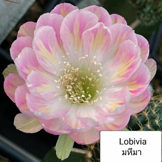 Lobivia มหึมา ไม้กราฟ cactus