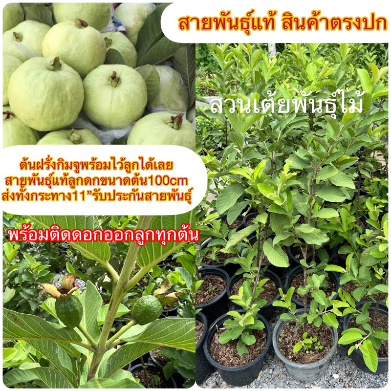 ต้นฝรั่งกิมจูพร้อมไว้ลูกได้เลยสายพันธ์ุแท้ลูกดกขนาดต้น100cm💥ส่งทั้งกระทาง11”ติดดอกติดลูกทุกต้นเล้วรับประกันสายพันธุ์