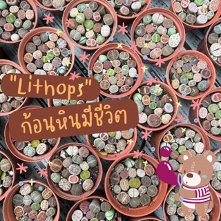 ไลทอป Lithops Colorful ก้อนหินมีชีวิต ไม้อวบน้ำยกพอต ราคาถูก