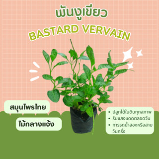 ต้นพันงูเขียว สมุนไพรไทย Brazilian Tea, Bastard Vervain, Jamaica False Veravin, Arrons Rod.