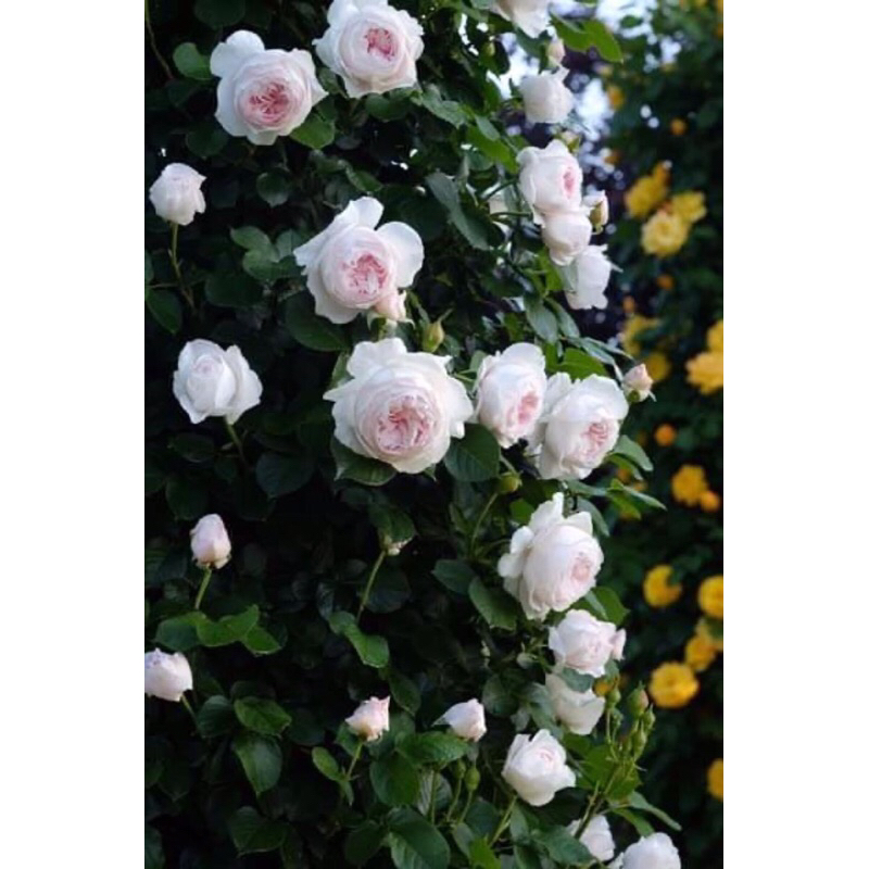 กุหลาบเลื้อย-เฮอร์โซกิ้นคริสติน่า..Herzogin Christiana..สีขาวอมชมพู ดอกทรงถ้วย หอมมาก