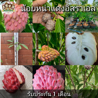 น้อยหน่าแดงอิสราเอล (Atemoya red israel) 50 ซม. สายพันธุ์แปลก สวย ไม้ผลเขตร้อน ติดผลได้ไม่ต้องช่วยผสมเกสร