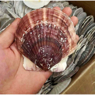 หอยเชลล์แดงตัวใหญ่ large red scallop shell 8-10cm