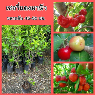 🍒เชอรี่แดงมานัว กิ่งตอน🍒 🌼เมื่อผลสุกจะมีสีแดงสดใส รสชาติจะหวาน อมเปรี้ยวเล็กน้อย🌼 🌲ความสูง 45-50 ซม.🌲