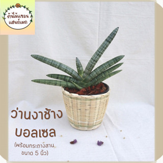 🎋ว่านงาช้างบอลเซล (Sansevieria Boncel) ฟอกอากาศและดูดสารพิษ พร้อมกระถางสานไม้ไผ่ ขนาด 5 นิ้ว (ต้นไม้มงคล)