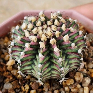 ลูกT-Luk*Pink Diamond สีชมพูสด ลายเอกลักษณ์