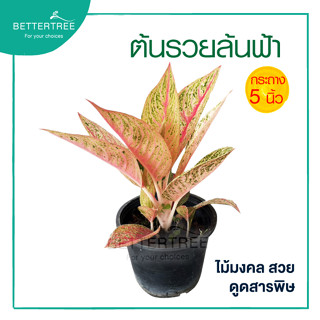 รวยล้นฟ้า อโกลนีมา กระถาง 5 นิ้ว  มีชื่อภาษาอังกฤษว่า Chinese Evergreen ต้นไม้ ต้นไม้ฟอกอากาศ ต้นไม้มงคล