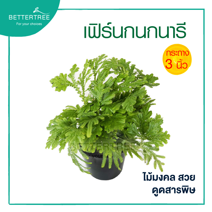 เฟิร์นกนกนารี กระถาง 3 นิ้วไม้ฟอกอากาศ ไม้มงคล