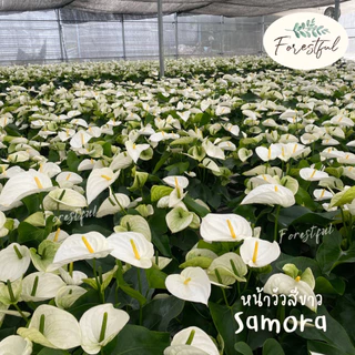 หน้าวัวสีขาว Samora ขนาดกระถาง 7 นิ้ว (สินค้ามีพร้อมส่งค่ะ)