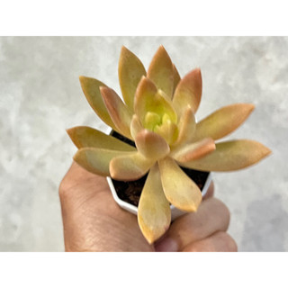 ไม้อวบน้ำ Graptosedum California sunset กระถาง 2 นิ้ว