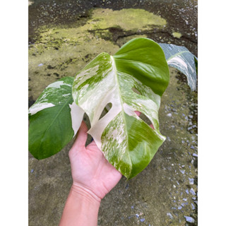 มอนสเตอร่าอัลโบ้ฮอลแลนด์🇳🇱  Monstera Albo Holland 🌱ใบใหญ่ลายวากิว 🌱แข็งแรงมาก🌱