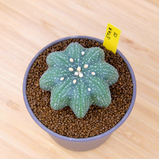 Astrophytum Asterias Star Shape - แอสโตรไฟตัม แอสทีเรียส ปลาดาว