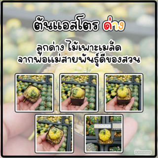 (ด่าง02)ต้นแคคตัส แอสโตรด่างไม้เพาะเมล็ด ขนาดกระถาง 2 นิ้ว