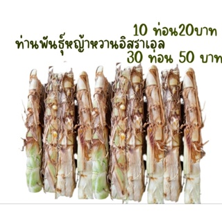 ท่านพันธุ์หญ้าหวานอิสราเอลโปรตีนสูงมากกว่า 20% เหมาะสำหรับสัตว์เลี้ยงทุกชนิด