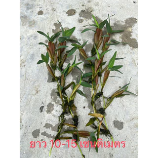 หญ้าพองลม #ไผ่น้ำ ขนาด 20ยอด