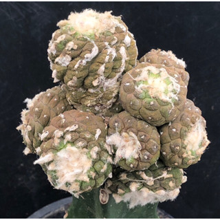 แคคตัส โคเปียโบ ดอกเหลือง Copiapoa cactus ไม้กราฟ จำนวน 1 ต้น