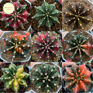 [ GYMN1 ]  Gymnocalycium ยิมโนคาลิเซียม ไม้เพาะเมล็ด ยิมโน ไม้เมล็ด ยิมโนด่าง แคคตัส กระบองเพชร ยิมด่าง ไม้ด่าง ต้นไม้