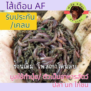 ไส้เดือน AF สำหรับผลิตปุ๋ยมูลไส้เดือน / ใช้เป็นเยื่อตกปลา /อาหาร นก ไก่ชน (รับเคลม)