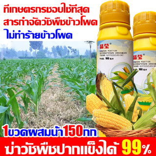 🌽ฆ่าแค่วัชพืช100%ไม่ทำลายข้าวโพด สูตรเข้มข้น ยาฆ่าหญ้าในข้าวโพด ฆ่าหญ้ารอบ ข้าวโพด ผลเก็บเกี่ยวข้าวโพดเพิ่มขึ้น 10 เท่า