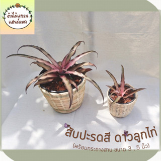 🐣สับปะรดสี ดาวลูกไก่ (Cryptanthus sp.) พร้อมกระถางสานไม้ไผ่ ขนาด 3,5 นิ้ว ช่วยฟอกอากาศ