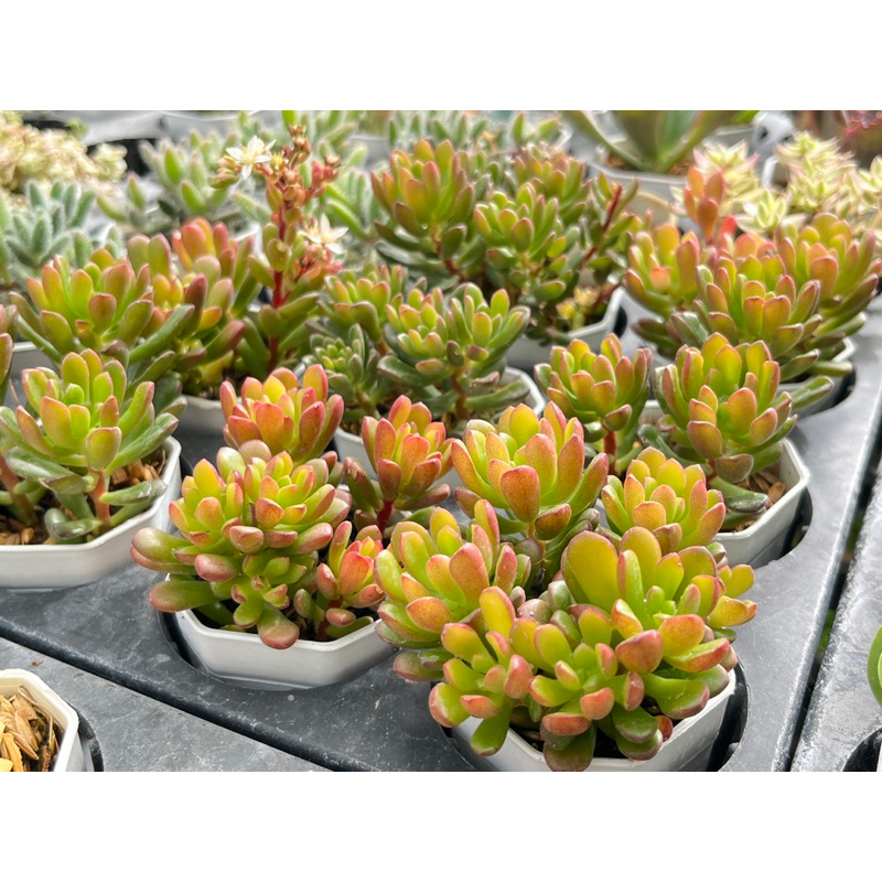Sedum Joyce Tulloch ไม้อวบนำ้ น่ารักๆ กระถาง 2 นิ้ว รูปที่ 6
