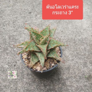 ต้นอโลเวร่าแคระ อโลเวร่าไฮบริดcolorful hybrid Aloe veraว่านหางจระเข้ กระถาง 3"สีเขียวลายจุดส้ม สีสรรสวยงามทนแล้ง