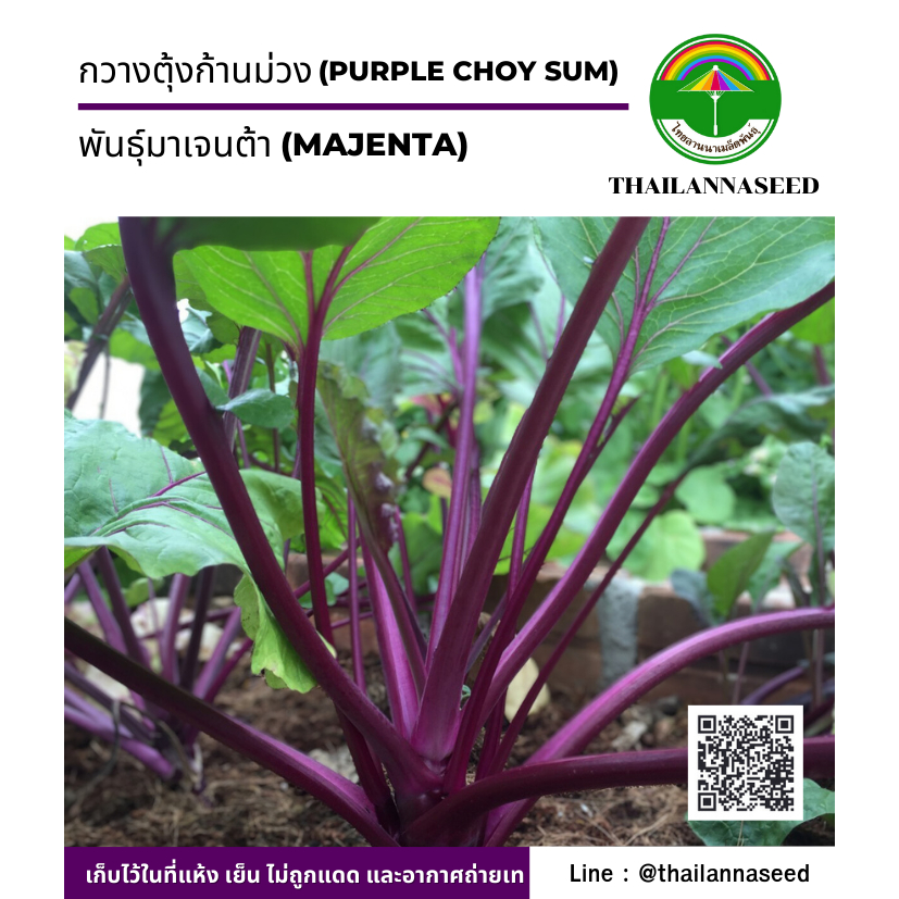 เมล็ดพันธุ์ผักสวนครัว กวางตุ้งม่วง พันธุ์มาเจนต้า ( ขนาด 2 กรัม ) รหัสสินค้า 6015