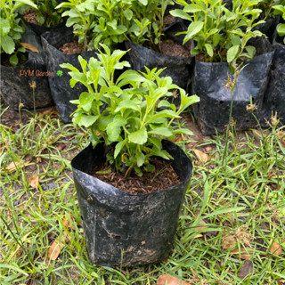 หญ้าหวาน ต้นหญ้าหวาน (Stevia) สมุนไพร ใบมีรสหวาน ขายราคาถูก …