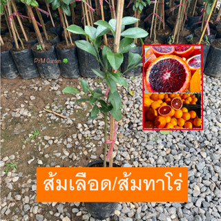 ต้นส้มเลือด ส้มทาโร่ (Tarocco Orange) เสียบยอดพันธุ์เเท้ เลือดสีส้ม พันธุ์ส้มหายาก (รับประกันสินค้า!!)