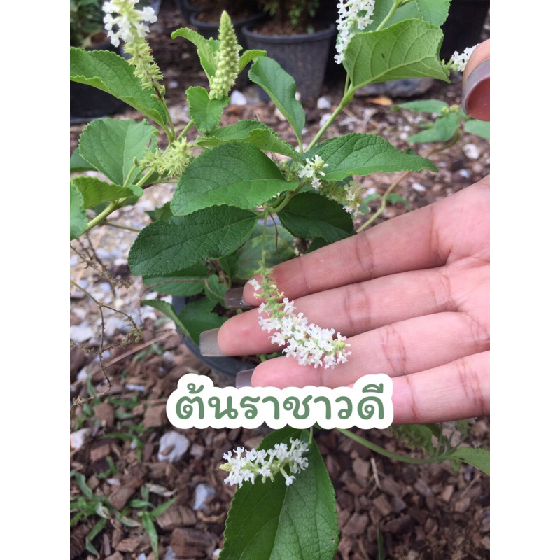 ราชาวดี ดอกมีกลิ่นหอม กระถาง 5.5 นิ้ว