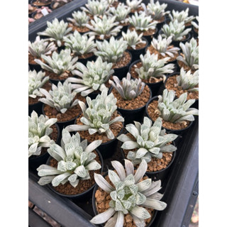 ไม้อวบน้ำ ฮาโวเทีย Haworthia silver swirls ไม้สวยๆราคาเบาๆ ไม้แข็งแรง เลี้ยงง่าย (ไม้อวบน้ำ, ฮาโวเทีย, ไม้ด่าง)